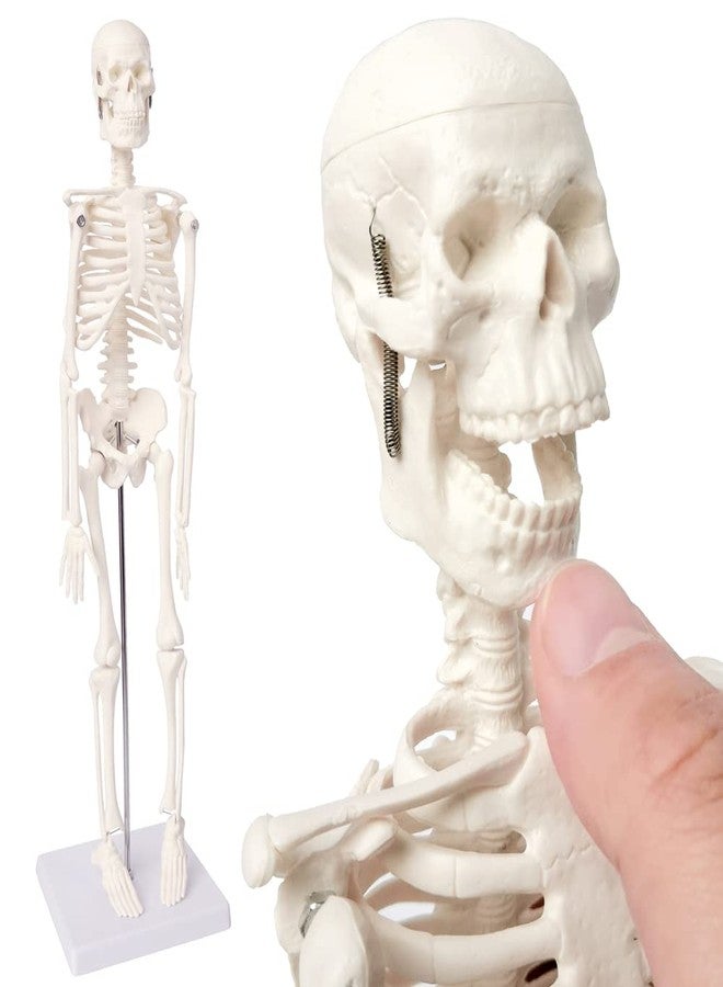 EVOTECH SCIENTIFIC Mini Human Skeleton Model for Anatomy, 17.7'' Full Body Human Skeleton Model with Movable Arms and Legs on Base for Medical Teaching Learning, Students Learning Education Tool - Image 1